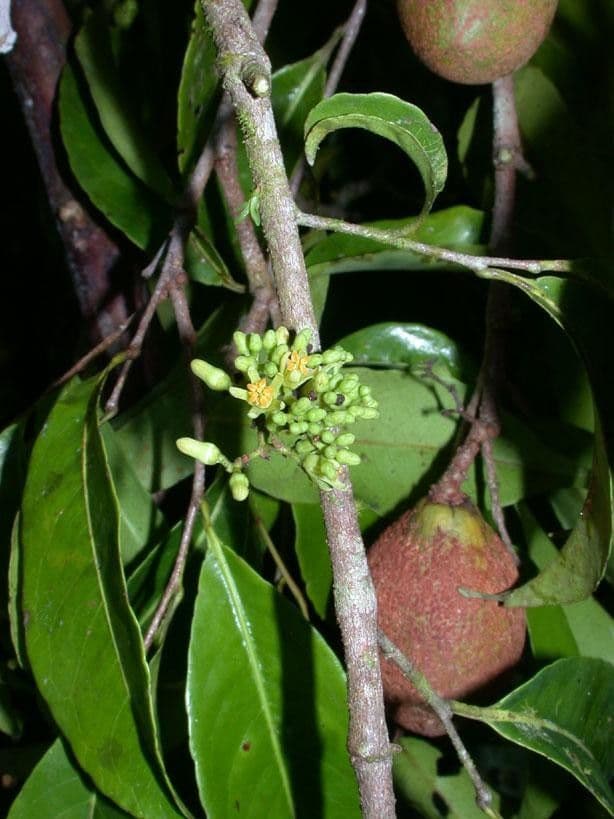 Sacoglottis 26