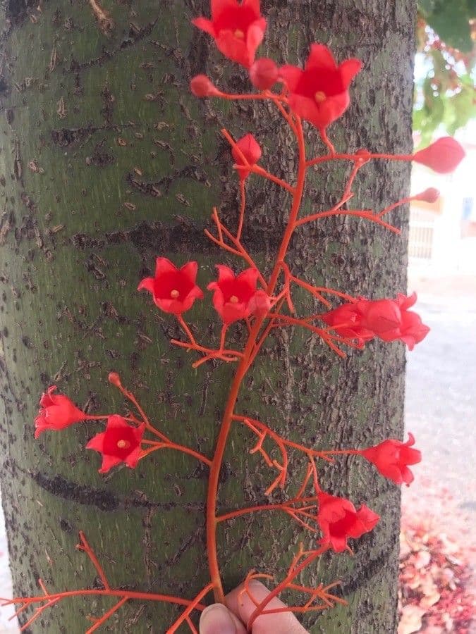 Brachychiton klonolistny 6