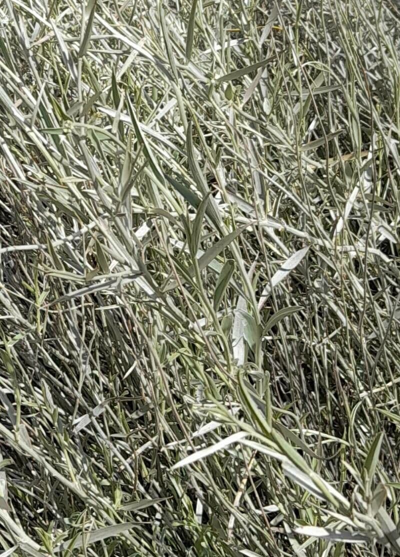 Hyalis 14