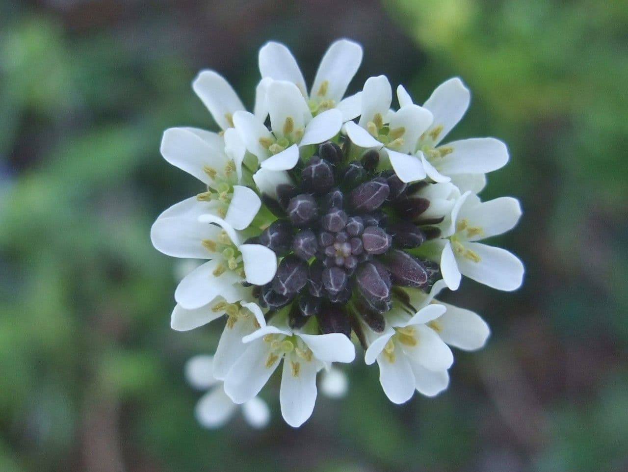 Arabetta irsuta 6