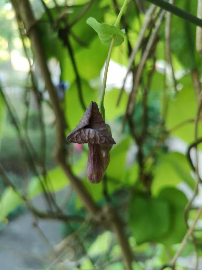 Großblättrige Osterluzei 8