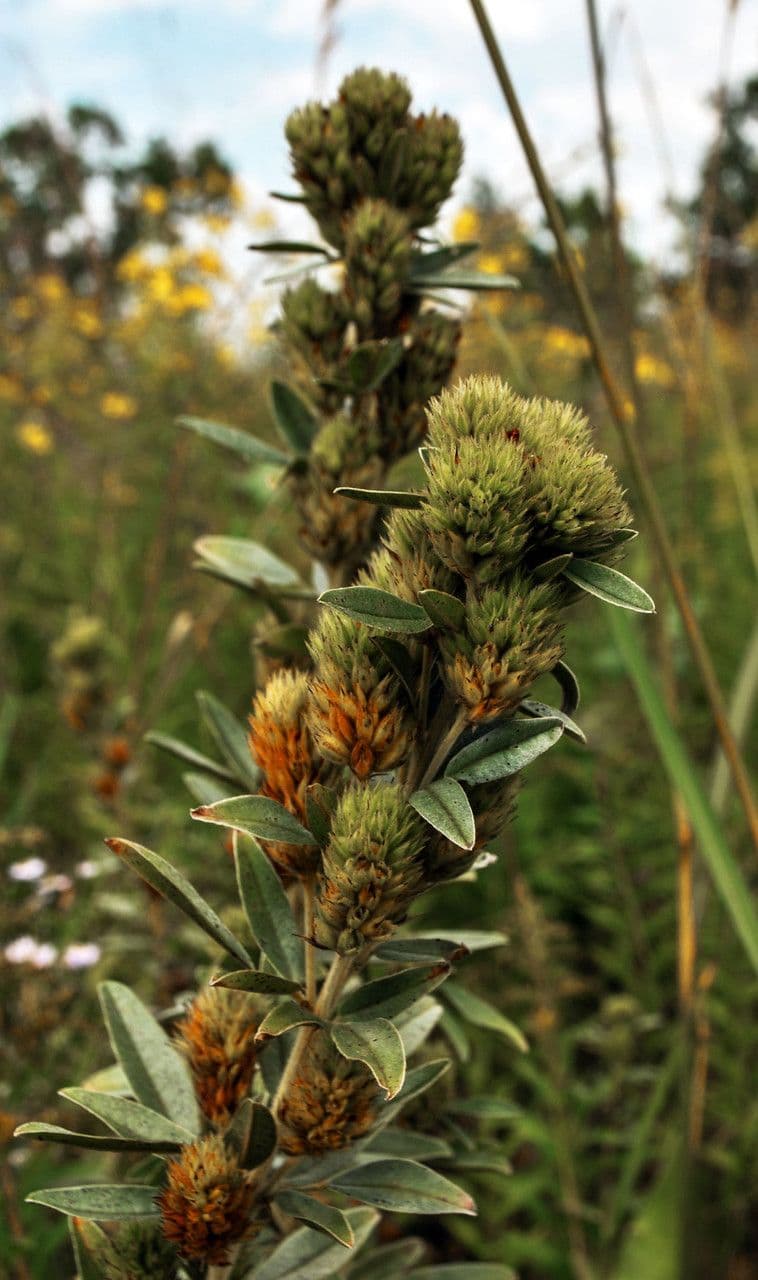 Lespedeza capitata 3