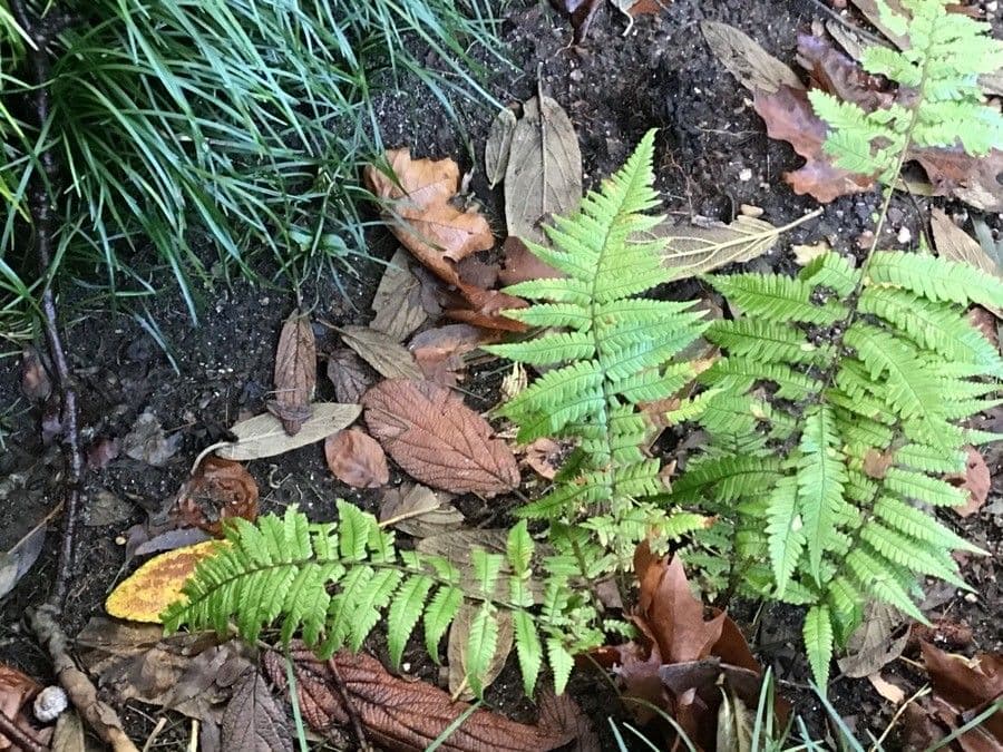 Dryopteris lepidopoda 3