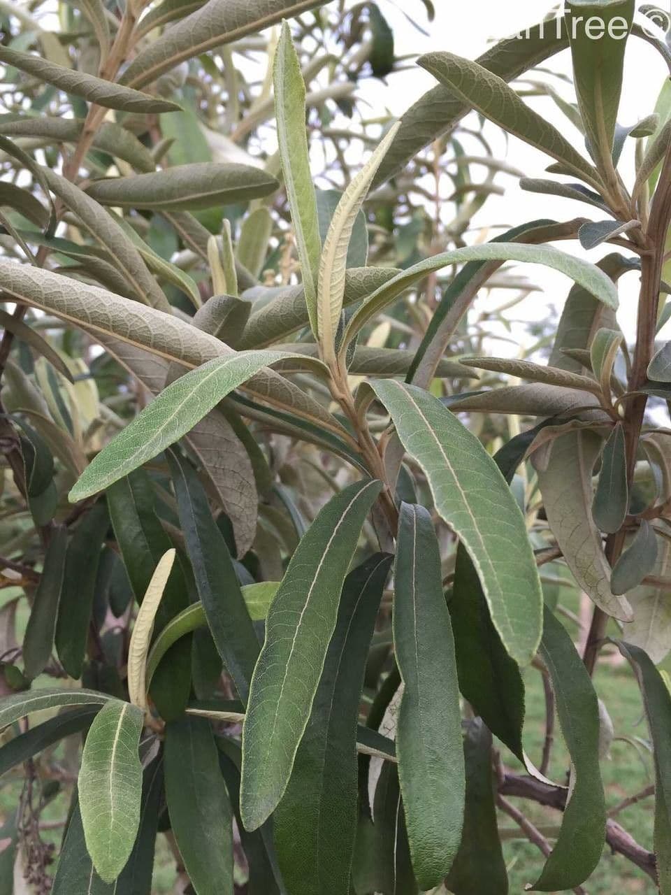Kampherbaum 12