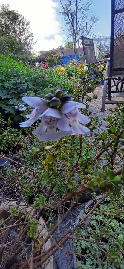 Prostanthera