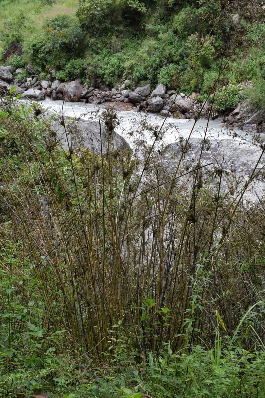Jušanie 3