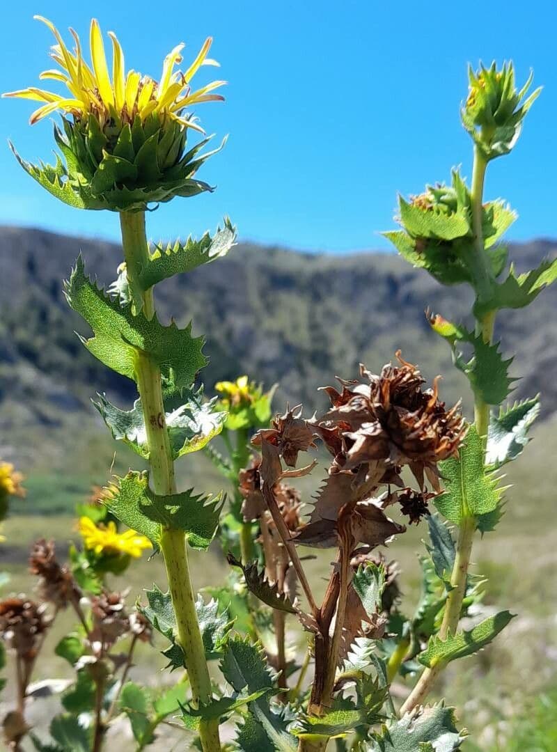 Grindelia 9