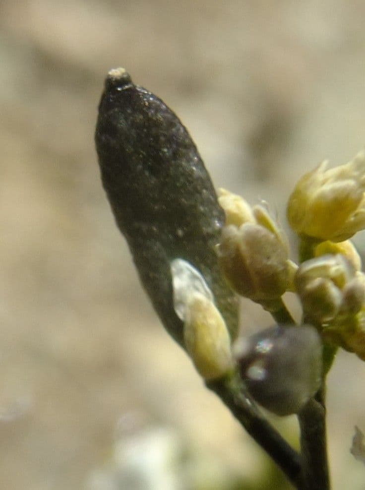 Draba 10