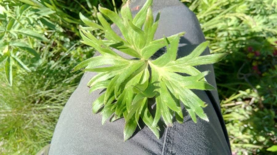 Anemone narcissiflora 18