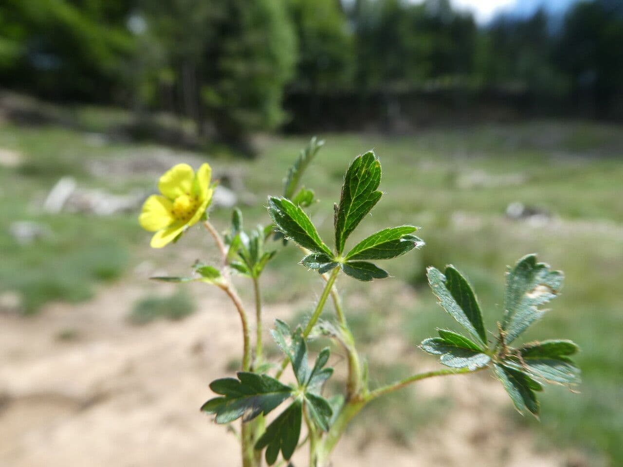 Potentilla pyrenaica 9