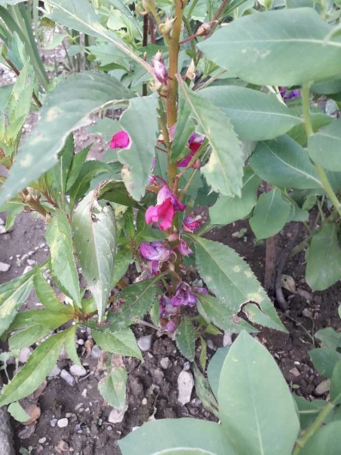 Balsamina 8