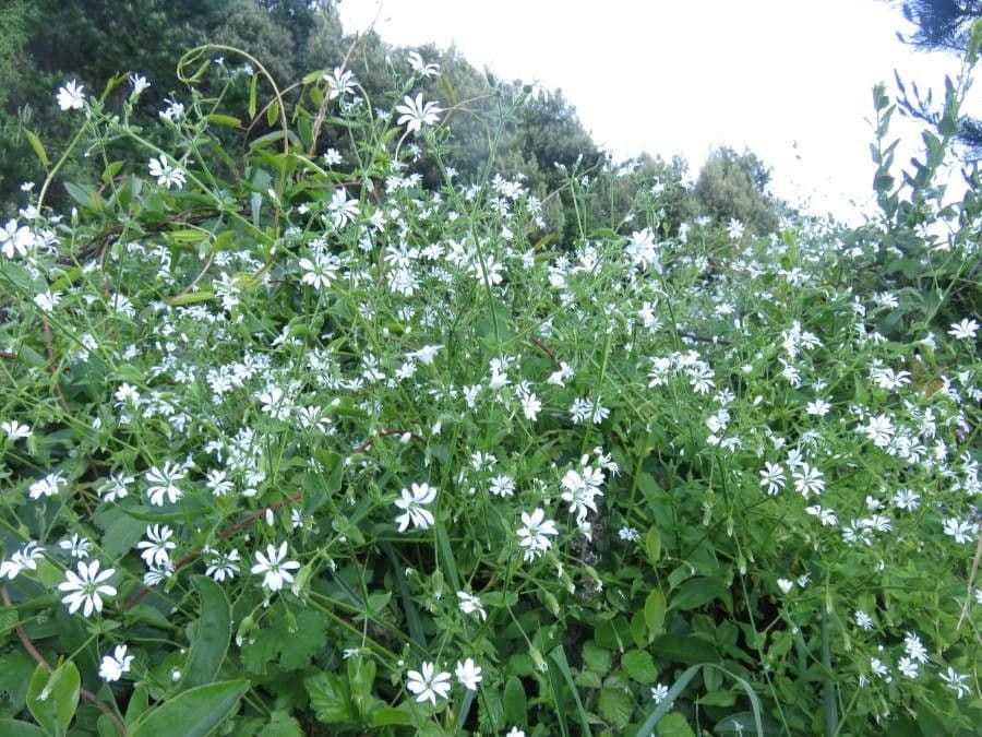 Stellaria 3