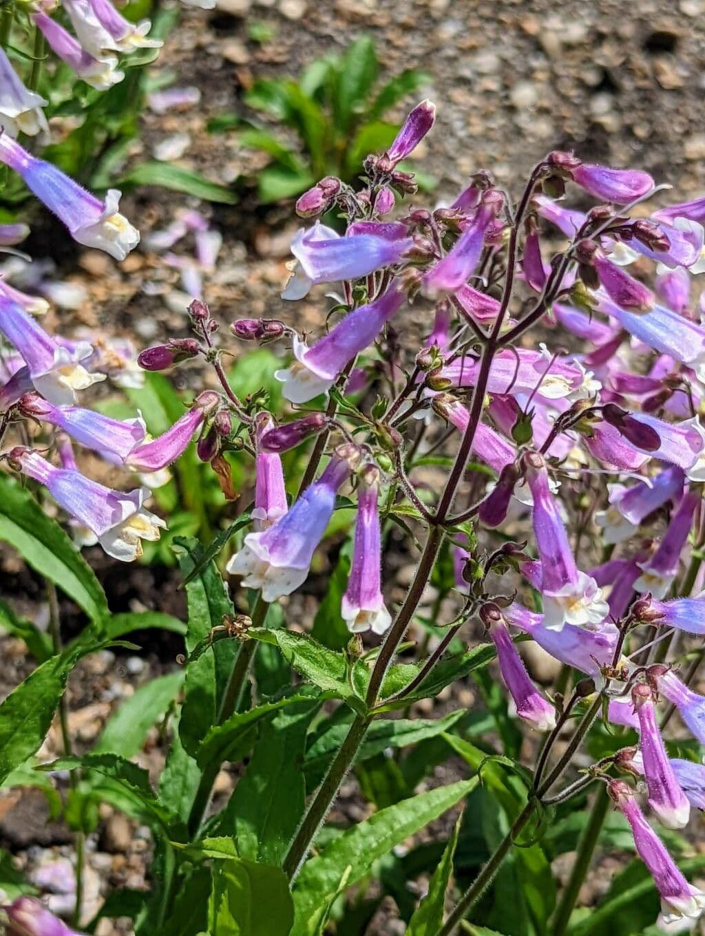 Penstemon hirsutus