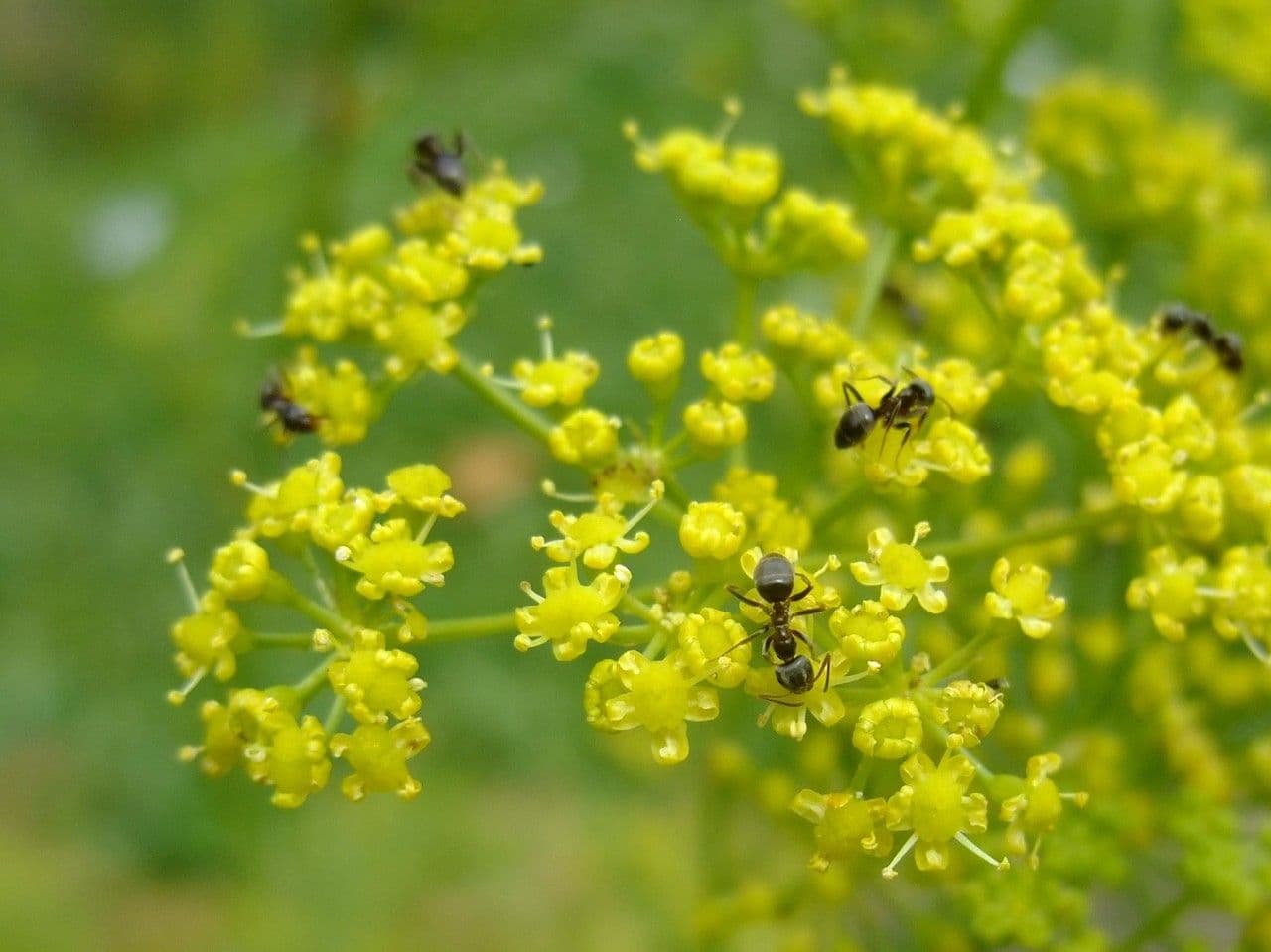 Rosskümmel 9