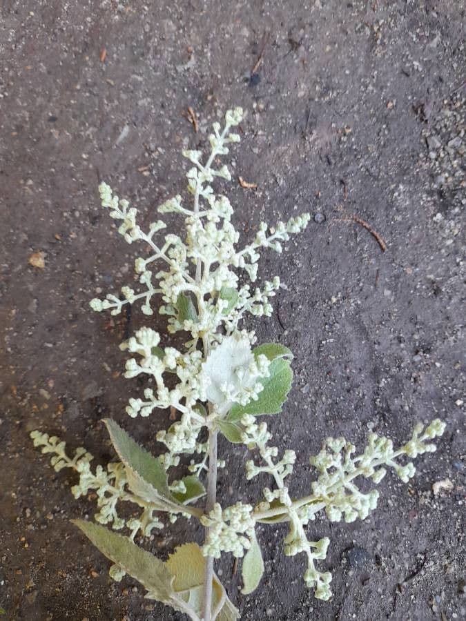 Buddleja
