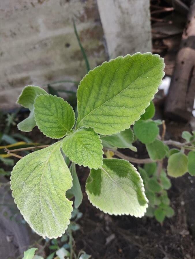 Coleus barbato 18