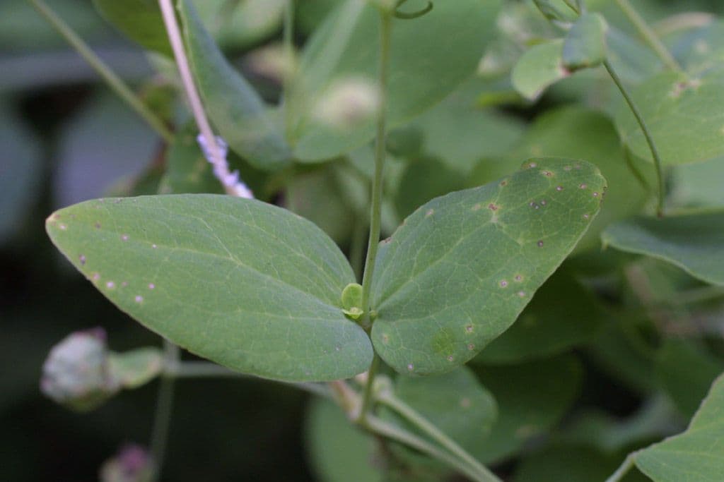 Clematide coriacea 16