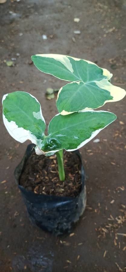 Taro 10