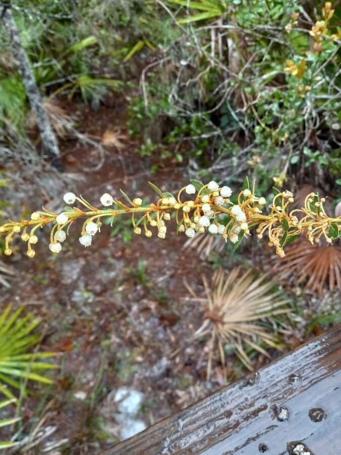 Lyonia rezavá 2