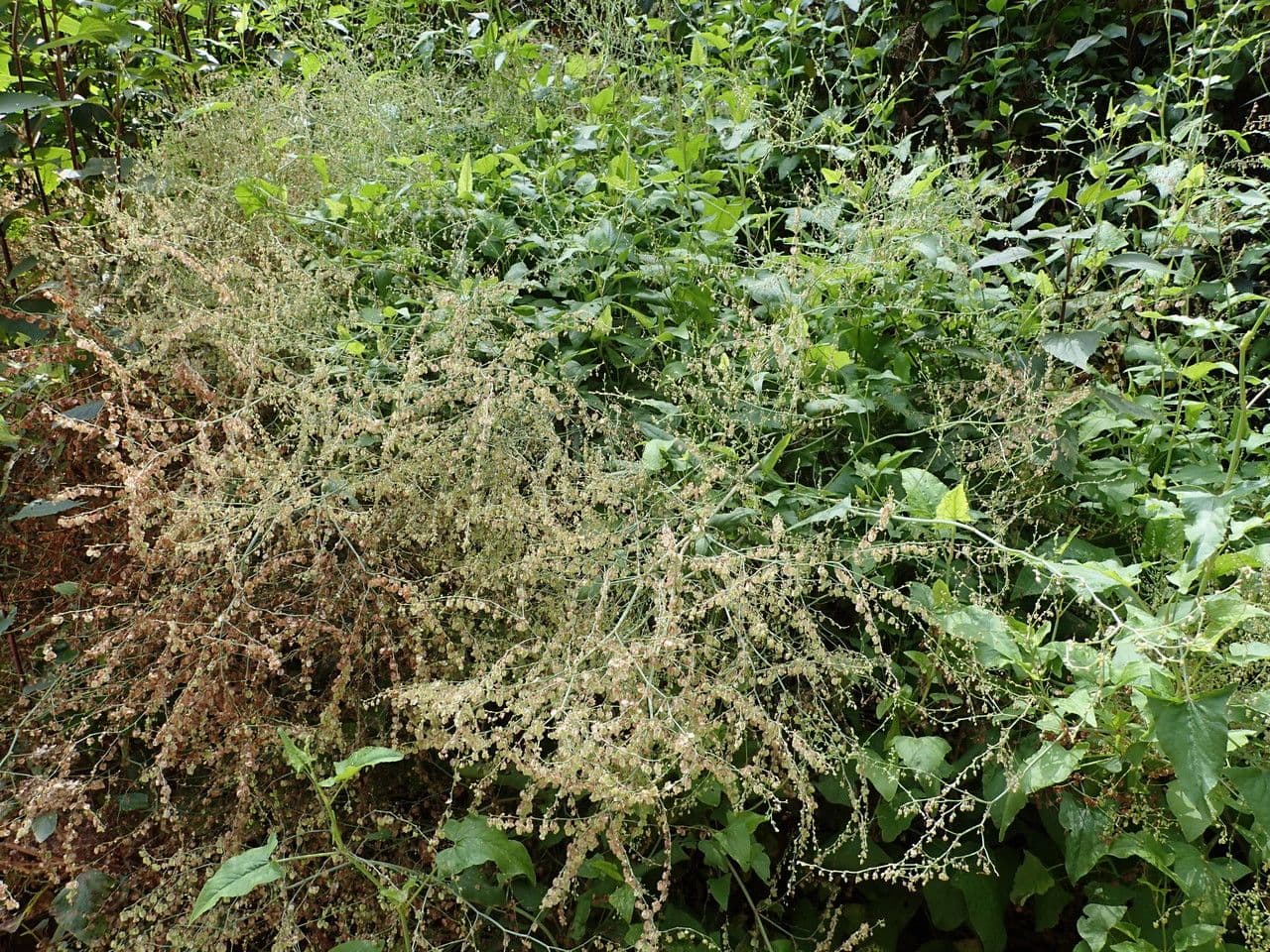 Rumex maderensis 12