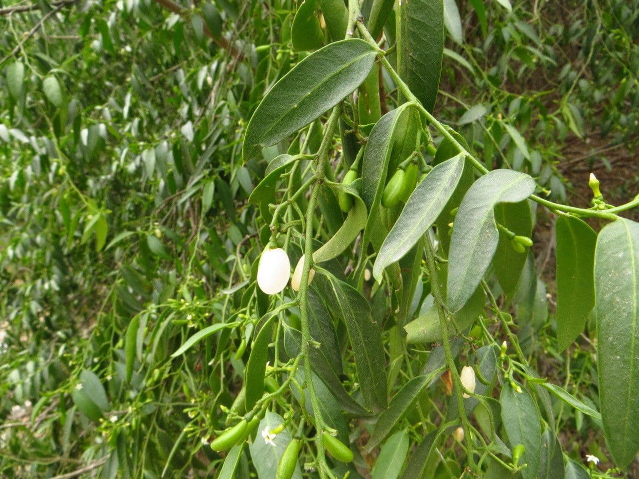 Vallesia 6