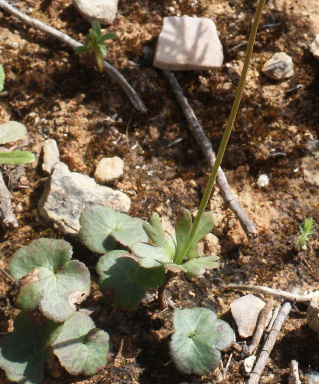 Anemone palmata 19