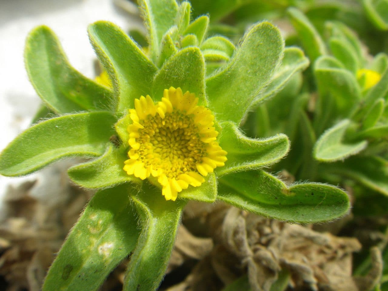 Asteriscus acquatico 13