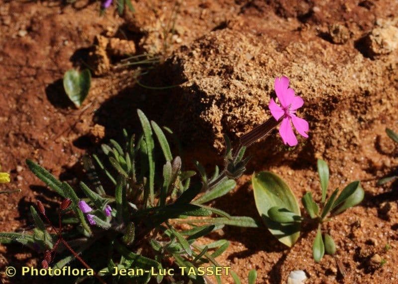 Silene 6