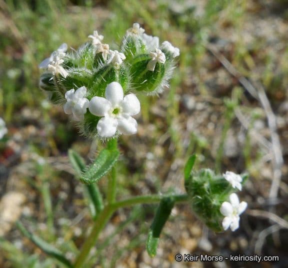 Cryptantha pterocarya 11