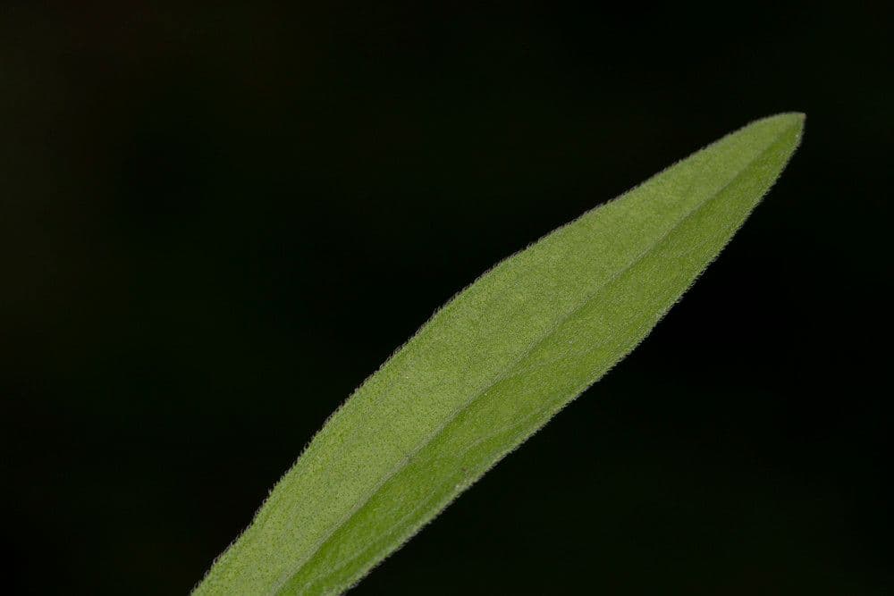 Weißliches Berufkraut 20