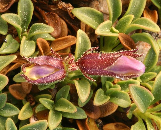 Penstemon Davidsona 15