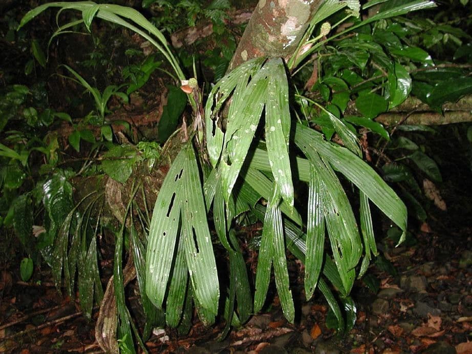 Evodianthus 11