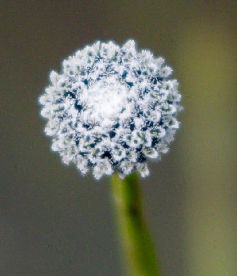 Eriocaulon acquatico 5