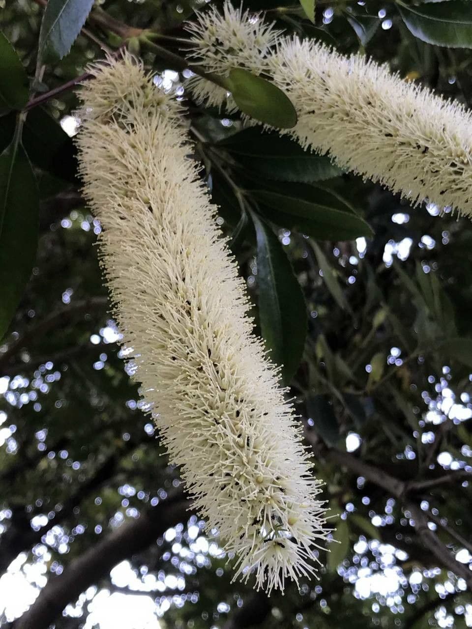 Butterlöffelbaum 4