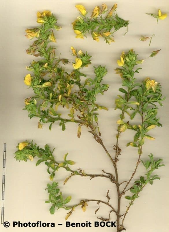 Bugrane jaune 26