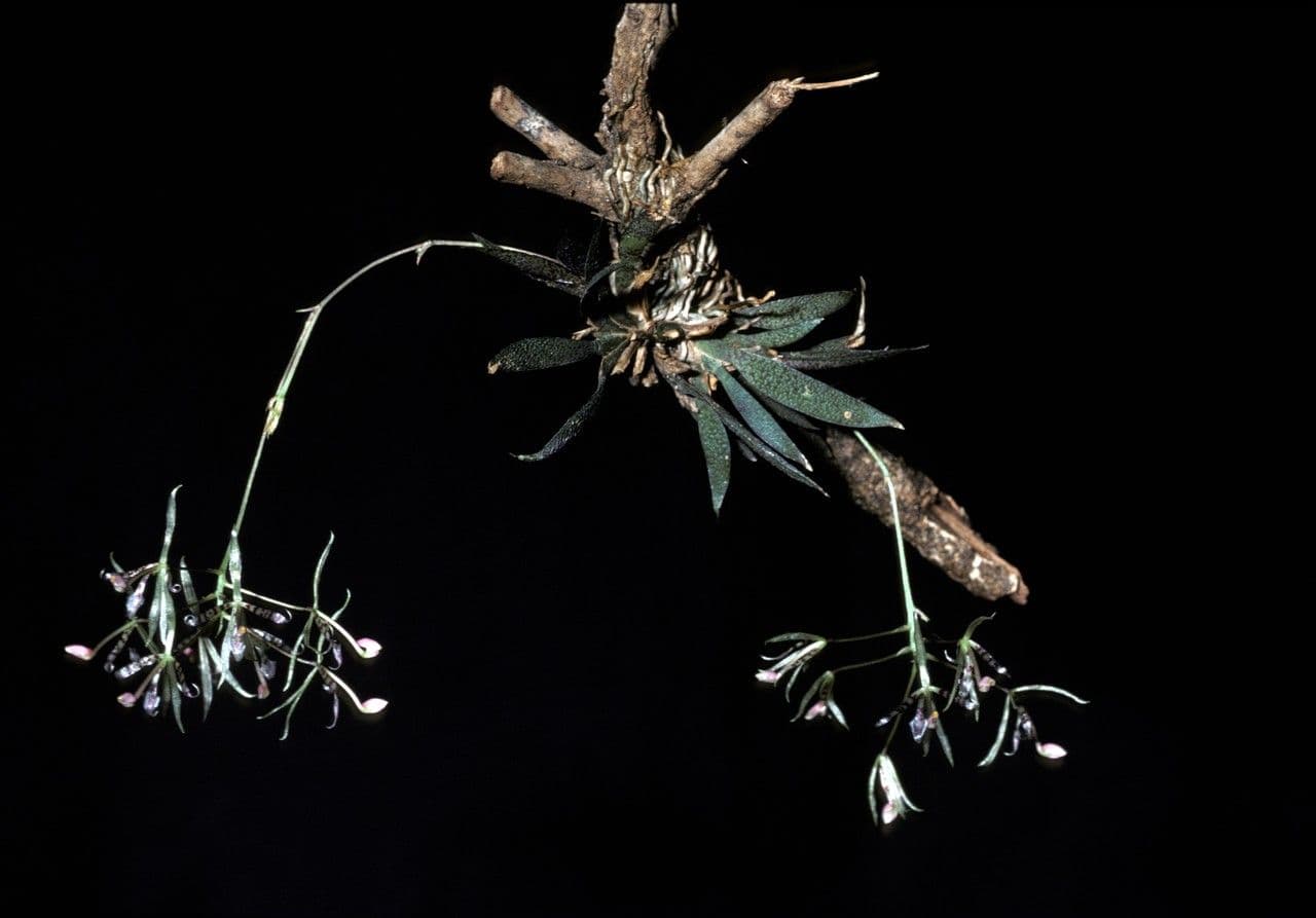 Macroclinium