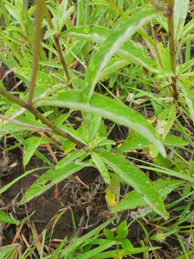 Gutenbergia 8