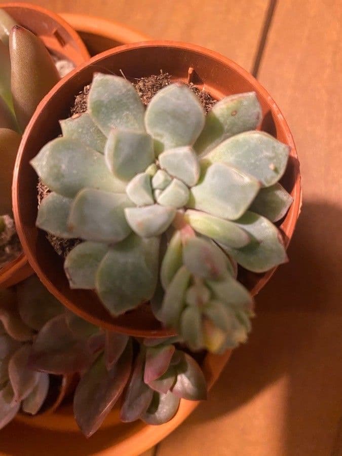 Echeveria