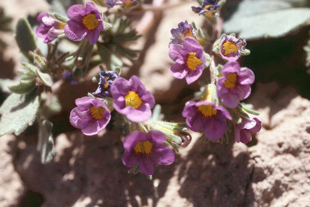Phacelia 3