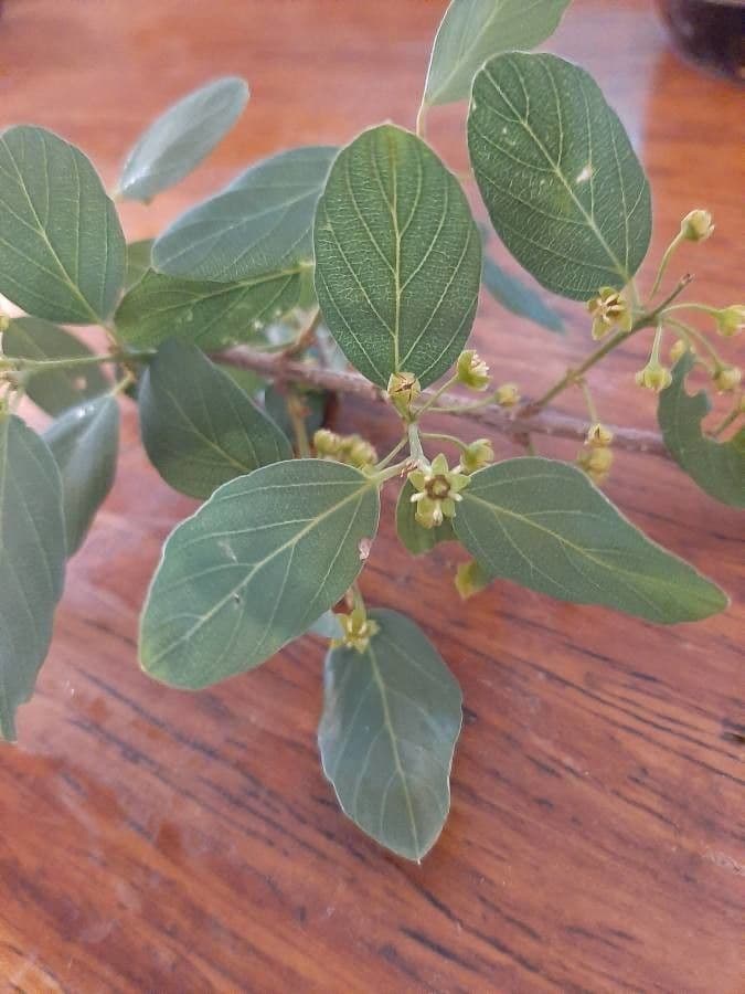 Berchemia zeyheri 5