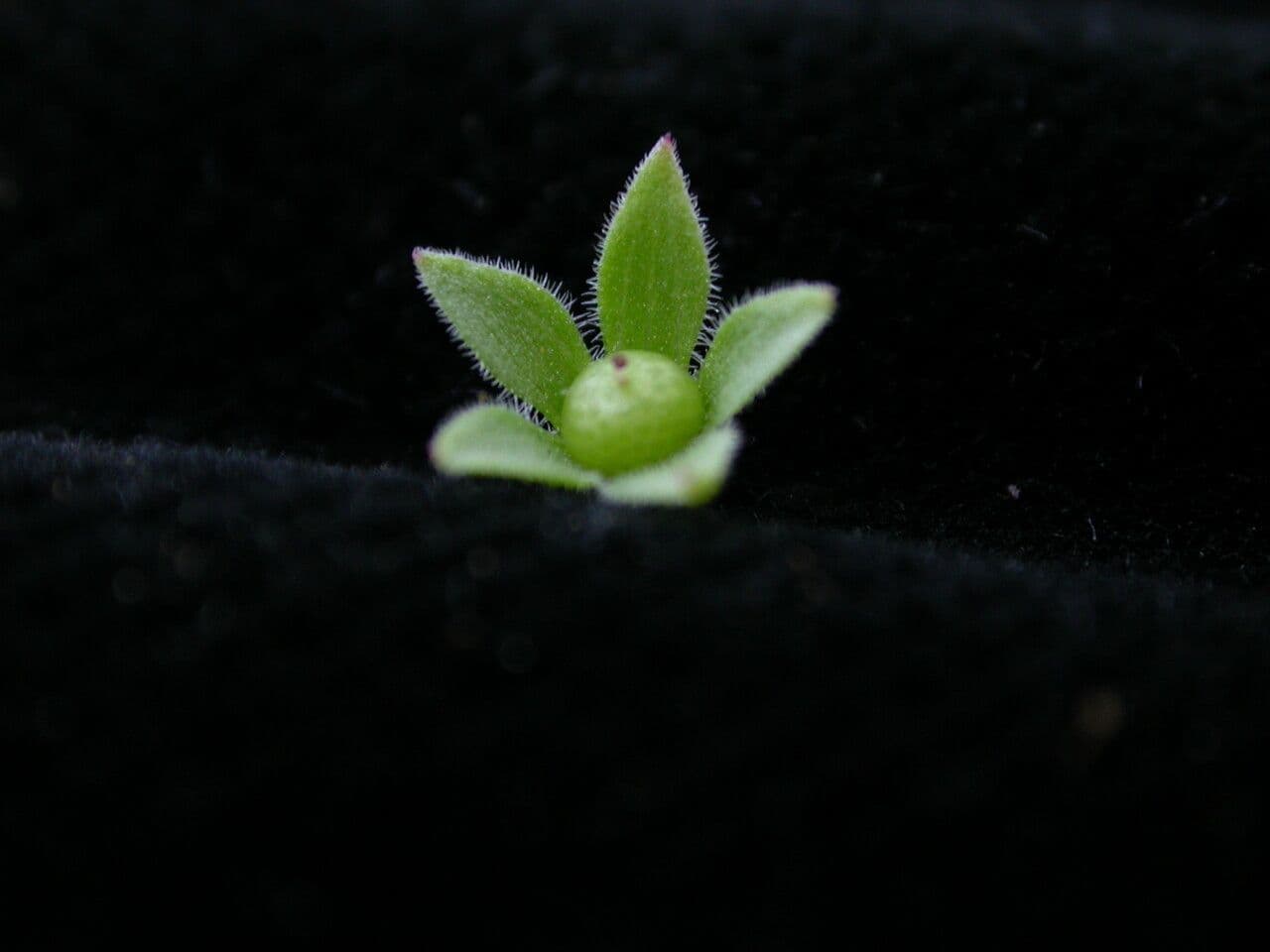 Androsace umbellata 4