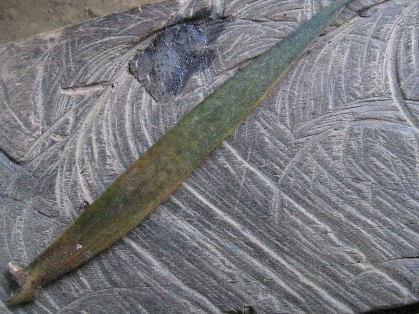 Spathanthus 7