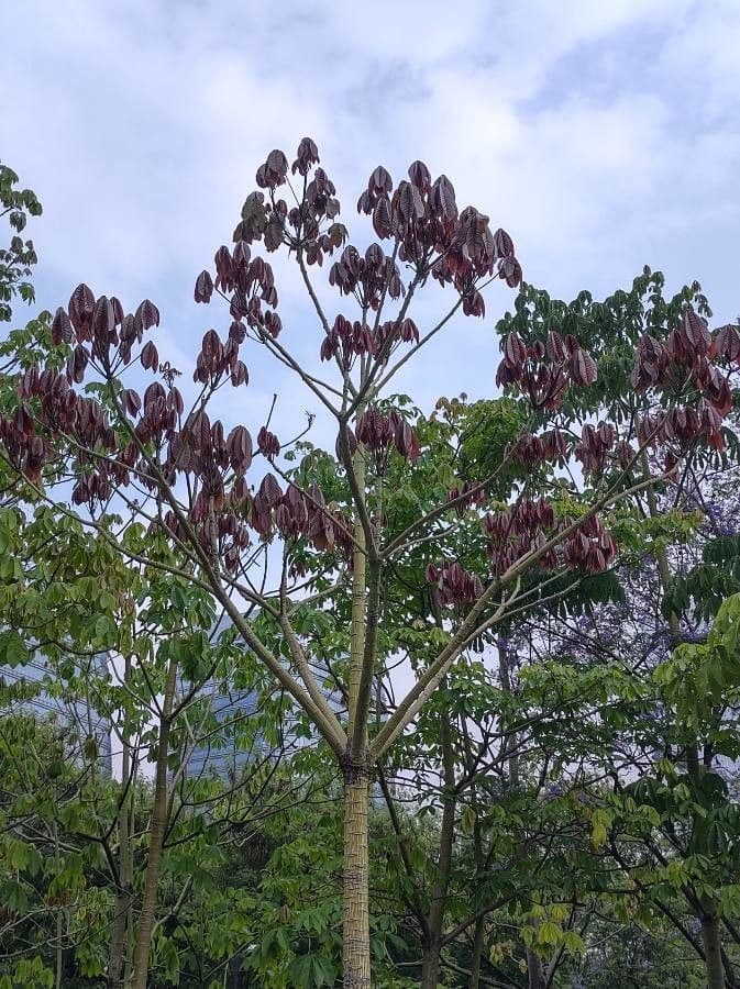Cecropia
