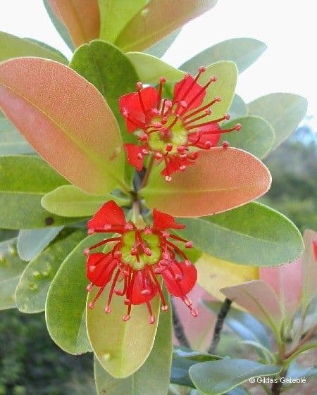Xanthostemon 5