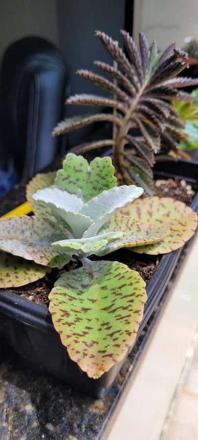 Kalanchoe 9