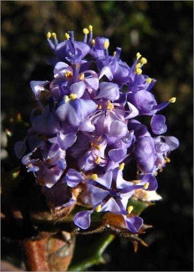 Ceanothus 3
