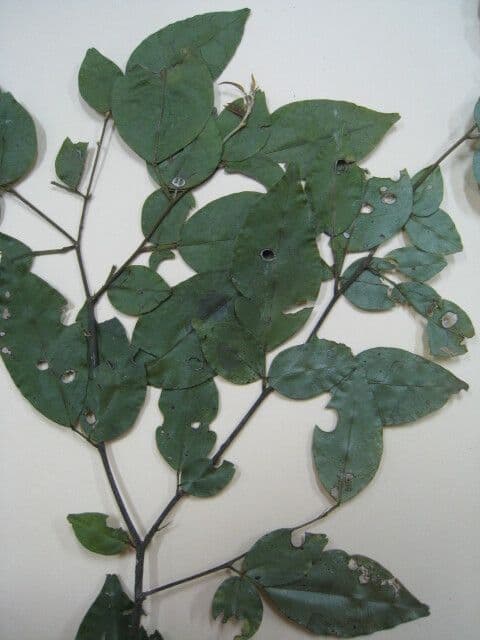 Swartzia 11