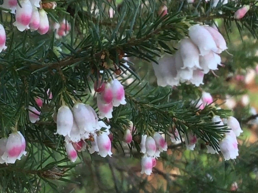 Portugiesische Heide 13