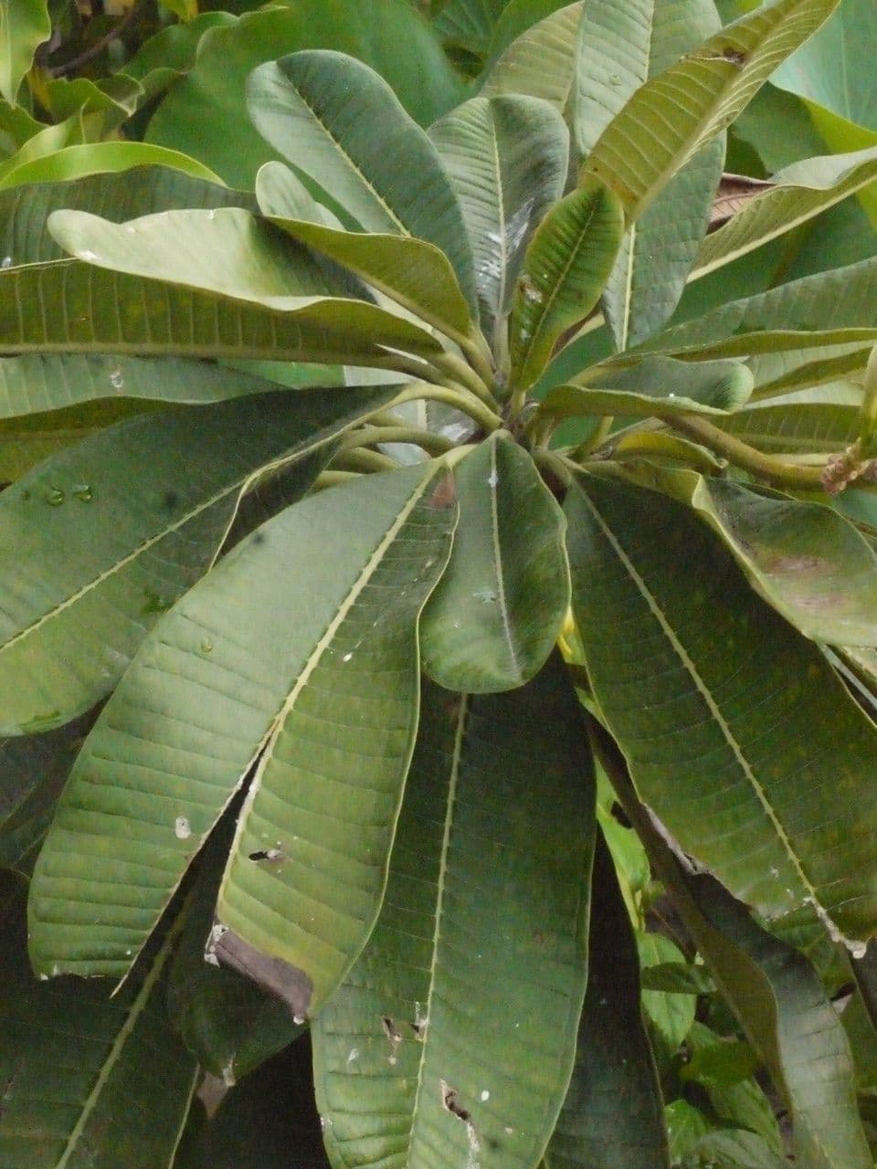 Frangipani 25