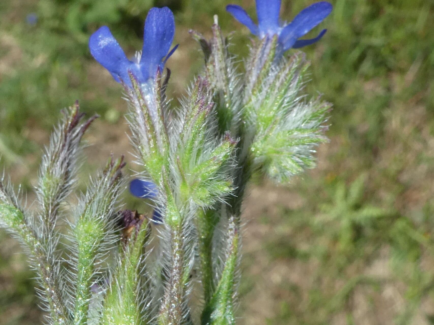 Buglossoide ondulata 20
